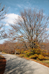 Road in the forest with shadows