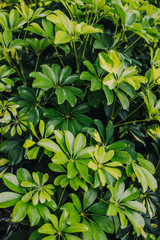 Fototapeta na wymiar green leaves background