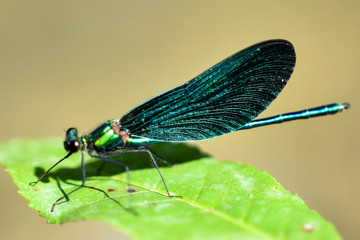 dragonfly