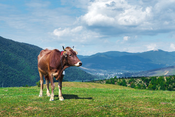 Fototapeta na wymiar Cow on green pasture in mountains. Beauty view on green forest and blue hills