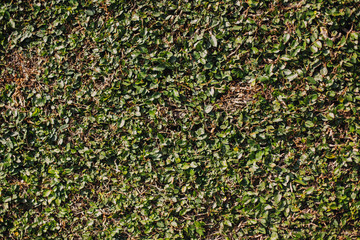 green ivy on the wall