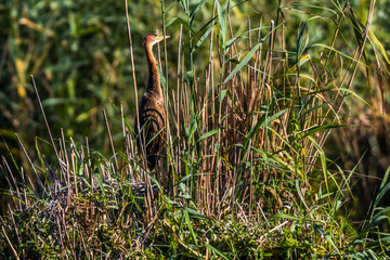 Purple heron (Ardea purpurea) in the reed