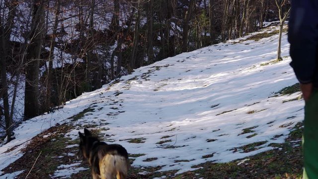 Man goes in forest with dog - (4K)