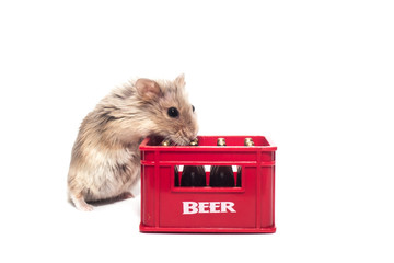 Cute furry small dwarf campbell hamster in a studio with bass of a alcohol - beer