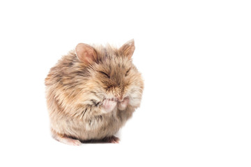 Cute furry small dwarf campbell hamster in a studio cleaning itself, funny pose