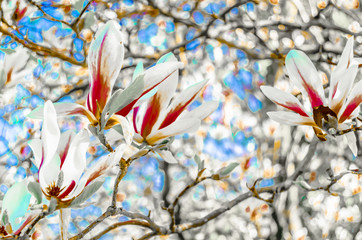 Magnolia flower blossom