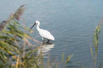 bird in lake
