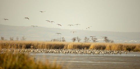 Kraniche im Herbstzug am Schilfgürtel