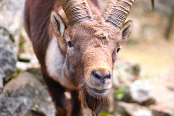 Face of a male ibex, Swiss alpine capra.