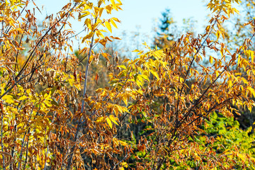Autumn branches background
