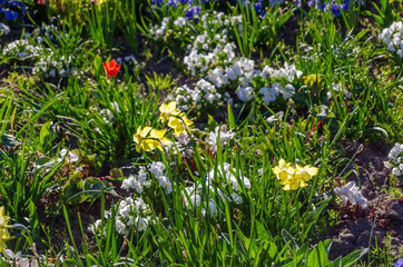 Colorful flowers in blossom