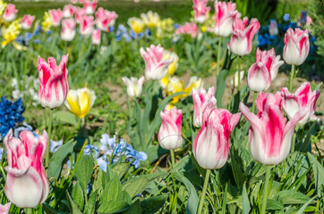 Colorful flowers in blossom