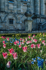 Obraz premium Colorful flowers in blossom