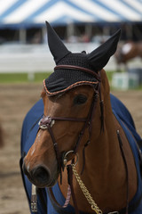Fototapeta premium horse in jumping show, equestrian sports