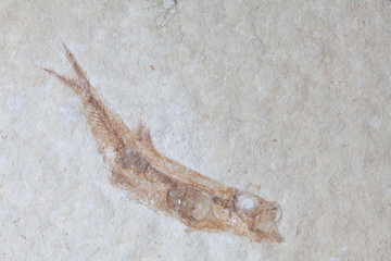 Fossil fish petrification, Solnhofen, Germany. Leptolepis sprattifornis Malm.Ca. 140 Mill. Years old.