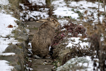 Wildkanichen