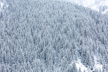 Frozen forest on slope of mountain, colored in blue
