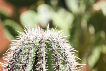 close up of a cactus