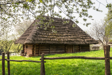 Fototapeta na wymiar Old ukrainian house with straw roof and cherry tree flowers in spring time