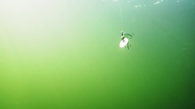 Minnow lure swimming in water while trolling