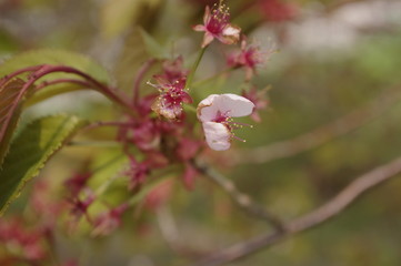 桜