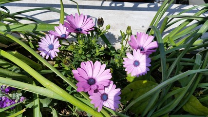 The beautiful gerbera gerber flower in garden