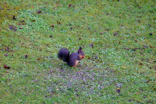 Schwarzes Eichh&ouml;rnchen am Vogelfutter