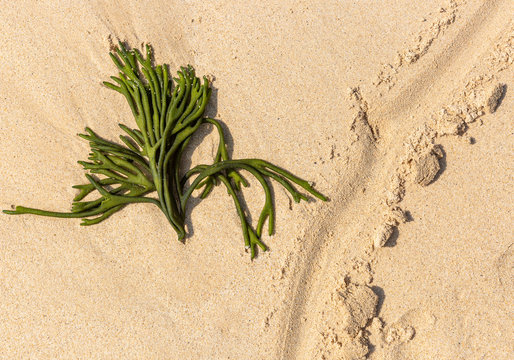 green velvet horn seaweed (Codium tomentosum) on the beach sand
