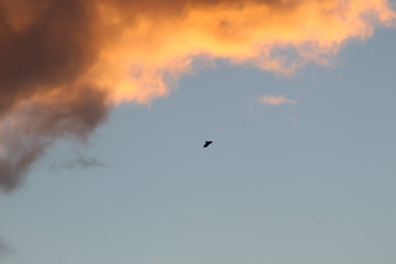 Birds at sunset in a thunderstorm 