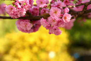 In the spring time, an apple tree blossom is decorated with pink flowers in large quantities.