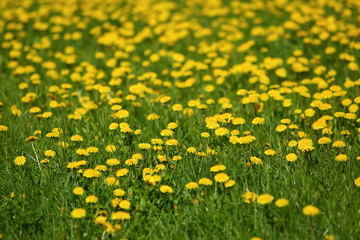 Fototapeta premium Meadow with yellow dandelion flowers amidst green grass in spring time.