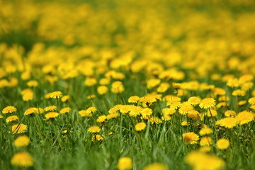 Meadow with yellow dandelion flowers amidst green grass in spring time.