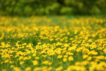Obraz premium Meadow with yellow dandelion flowers amidst green grass in spring time.