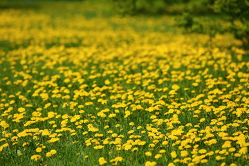 Meadow with yellow dandelion flowers amidst green grass in spring time.