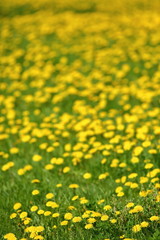 Meadow with yellow dandelion flowers amidst green grass in spring time.