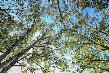 Baumkronen mit Himmel