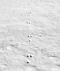 Tire tracks in snow