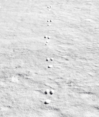 Tire tracks in snow