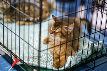 Krasnodar, Russia-December 15, 2018. The cat sits in a cage.