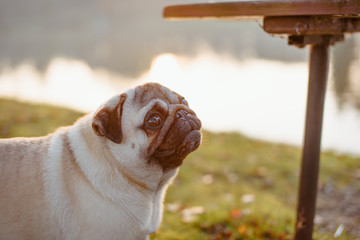 Mordka, twarz psa rasy mops, czekającego na smakołyk, w parku, nad wodą, o zachodzie słońca, w...