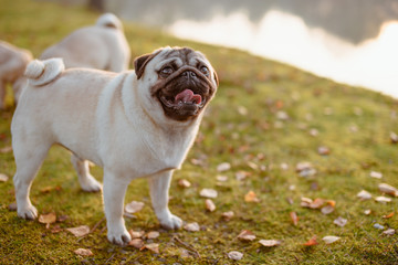 Uśmiechnięty pies, szczęśliwy mops uśmiecha się pokazując język i zęby, patrzy do góry w nadziei na smaczka, stoi na zielonej trawie z liśćmi, w parku, nad wodą, o zachodzie słońca w ciepły dzień