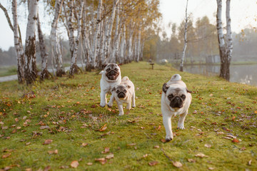 Rodzina psów, mopsów biegnie radośnie po zielonej trawie i liściach w parku, o zachodzie słońca, w stronę obiektywu, ciesząc się i podskakując radośnie z rozmytymi drzewami w tle