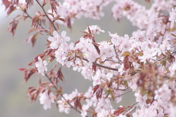 桜