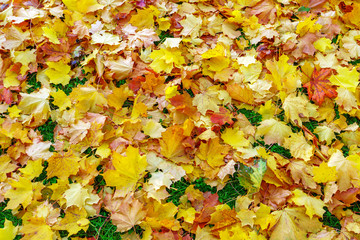 fallen yellow foliage, on the ground in the park, autumn, background