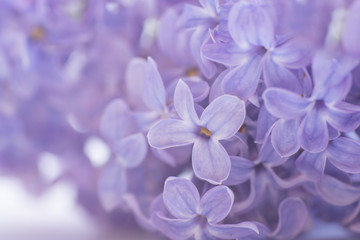 Fototapeta na wymiar flower purple lilac, closeup, beautiful background