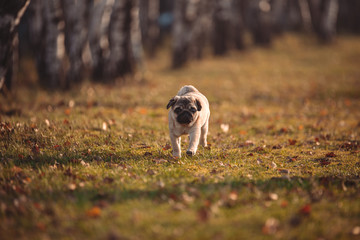 Młody, mały pies, szczeniak rasy mops biegnie w stronę obiektywu, po trawie w parku lub na łące z rozmazanym tłem, jesienią, o zachodzie słońca, w piękny, słoneczny, ciepły dzień