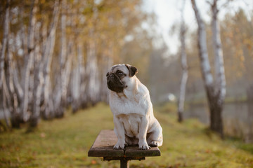 Stara mopsia, psia mama, siedzi na ławce w parku z drzewami rozmytymi w tle, latem, o zachodzie słońca i patrzy spokojnie z tęsknotą, powagą na mordce i smutkiem w oczach  - obrazy, fototapety, plakaty