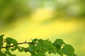 Young birch leaves on a background of yellow-green meadow with a photo blur effect.