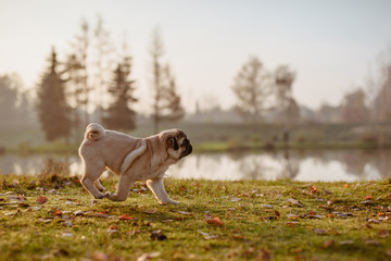 Mops, szczeniak, młody pies, biegnie pokracznie po zielonej trawie, przy wodzie, o złotej godzinie, w piękny jesienny, słoneczny i ciepły dzień