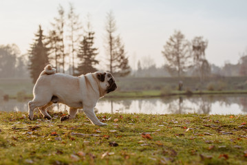 Beżowy mops, szczeniak, młody pies biegnie po trawie na łące w parku, nad wodą, o zachodzie słońca jesienią w słoneczny, ciepły dzień